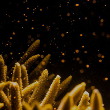 Coral Spawning on the Great Barrier Reef