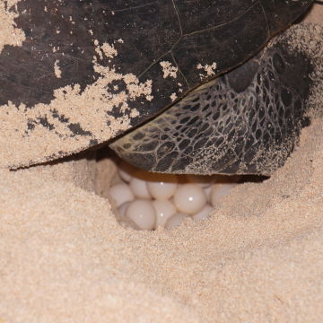 Turtle laying at Raine Island