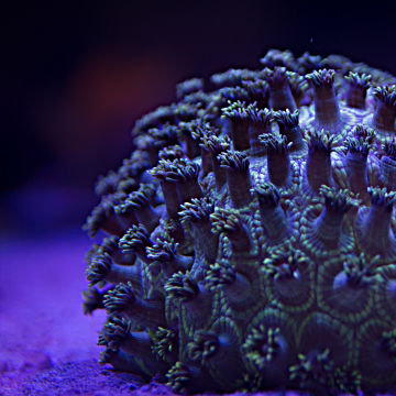 Heat-tolerant corals bred to withstand warming seas