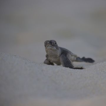 Green turtle hatchling on the Great Barrier Reef
