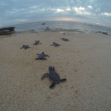 Green turtle hatchlings at Raine Island