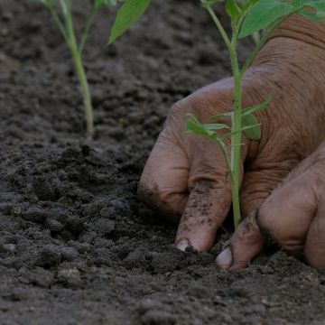 Traditional Owner partnerships ensuring Indigenous leadership and knowledge guide restoration
