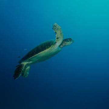 Protecting Ocean Habitats