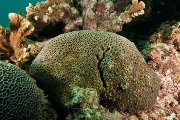 Genomics research reveals brain corals may be more resilient to bleaching