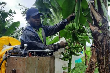 These banana bunches have been tagged by GPS and are now being harvested. They are a part of the innovation project led by Farmacist.