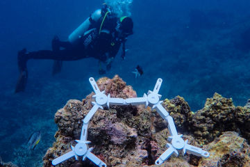 Recently placed ceramic coral seeding devices on the surface of the reef with a scientific diver.