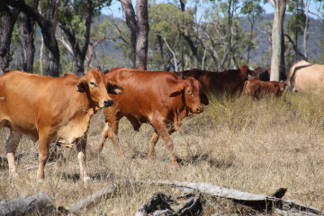 Livestock management for improved land condition