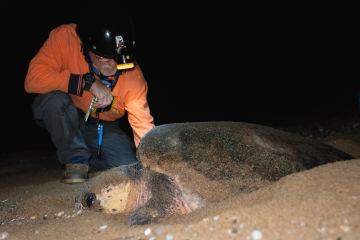 Queensland Marine Turtle Network 