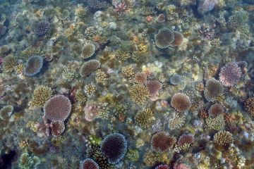 A healthy coral reef in the Whitsundays used as a donor site for Boats4Corals.