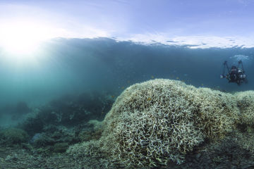 Climate change crisis: The IPCC’s findings and our ambitious plan to save the Great Barrier Reef