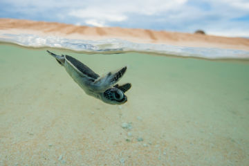 2026-27 field season grants for Queensland Marine Turtle Network members
