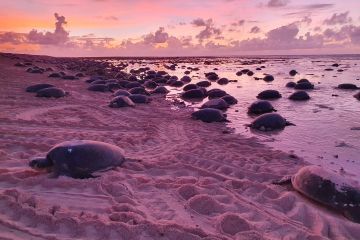 Turtles waiting for the rising tide on the reef flat at sunrise at Raine Island.
