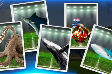 Team Reef player cards