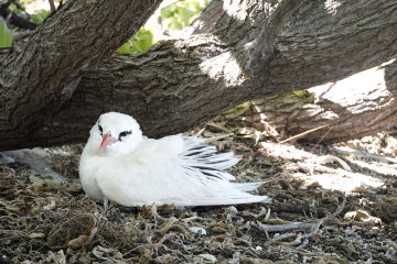 Red-tailed tropic bird nicknamed Whoopi Old Bird found nesting on Lady Elliot Island, the oldest breeding RTTB on record.