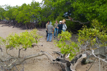 Mangrove Local Action Plans