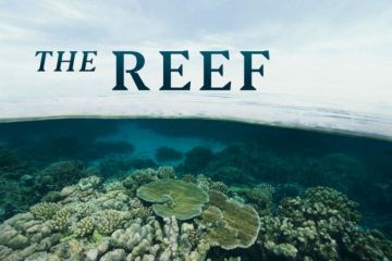 Can we repair the Great Barrier Reef or is it already too late?
