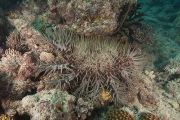 RangerBot is a new line of defense against coral-eating crown-of-thorns starfish