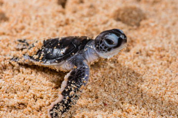 Request for Proposal:  Queensland Marine Turtle Network Coordinator