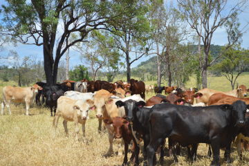 Celebrating grazing land management successes in the Fitzroy