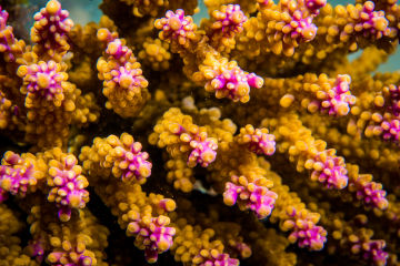 Back to school: Our first Coral IVF babies turn five