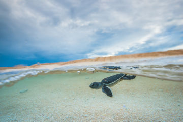 Raine Island Recovery Project