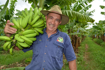 Frank Sciacca holds a banana bunch at his Ecoganic farm.