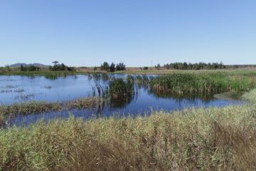 Lower Burdekin constructed wetland treatment program