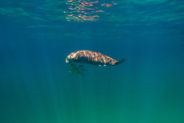 Great Barrier Reef Foundation celebrates thriving dugong population in far North Queensland