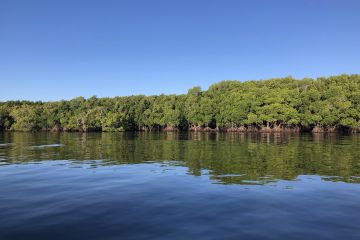 Empowered communities care for mangroves in Queensland
