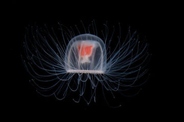 Jellyfish