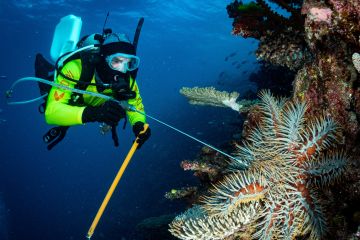 Breakthrough detection and response capabilities bolster fight against coral-eating starfish