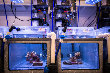 Could microscopic algae help coral reefs adapt to a warming ocean? 