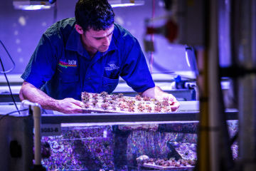 A researcher is studying corals in a controlled environment.