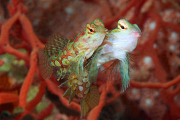 One fish trying to kiss another fish.