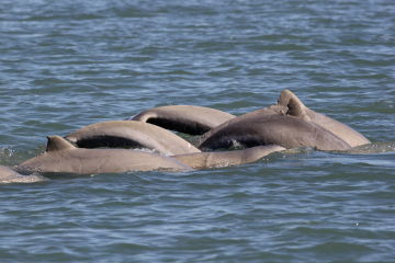 Snubfin dolphins