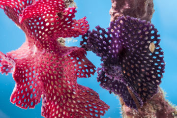 Purple Bryozoa