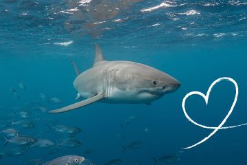 The great 8 sharks we love