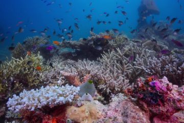 Healthy corals and small fish on the Great Barrier Reef