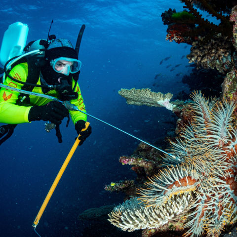 Protecting corals