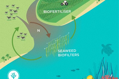 Network of seaweed biofilters – Stage 1: Concept design