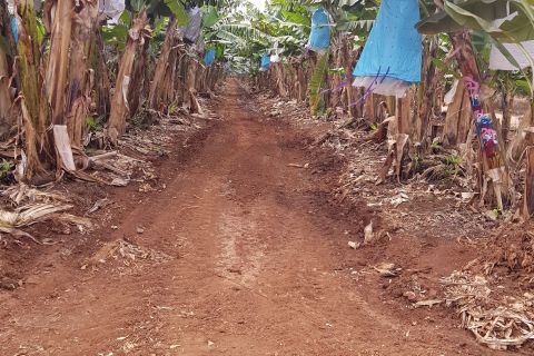 Development of a banana yield monitoring system and a refined input management program