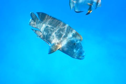 Humphead Māori Wrasse