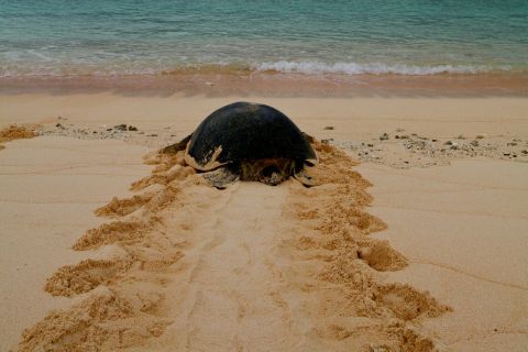 Threats to the Reef - Great Barrier Reef Foundation - Great Barrier ...