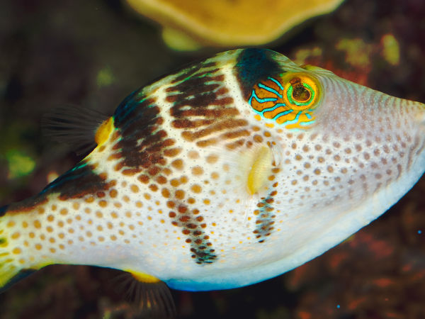 Biodiversity on the Reef - Great Barrier Reef Foundation