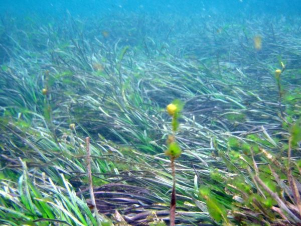 Reef Research In Focus - Great Barrier Reef Foundation