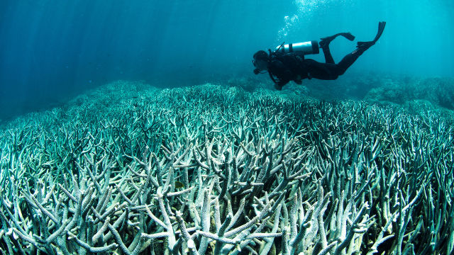 Welcome - Great Barrier Reef Foundation