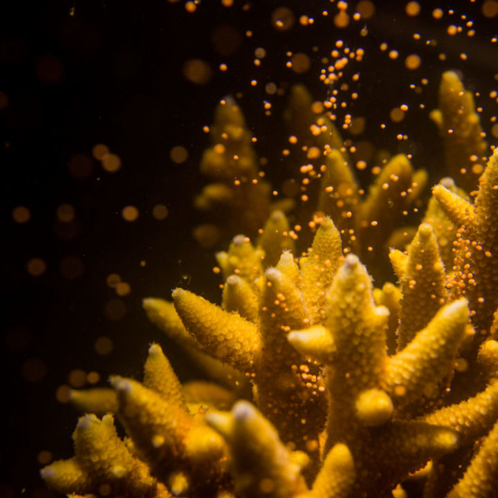 What are the chances of baby corals developing and how are scientists improving the odds?