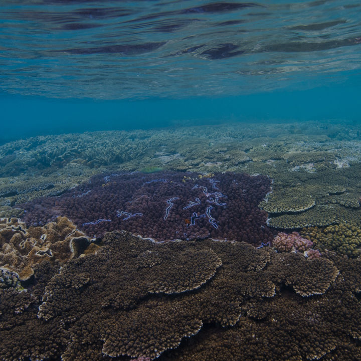New report reveals the Reef's $95 billion value