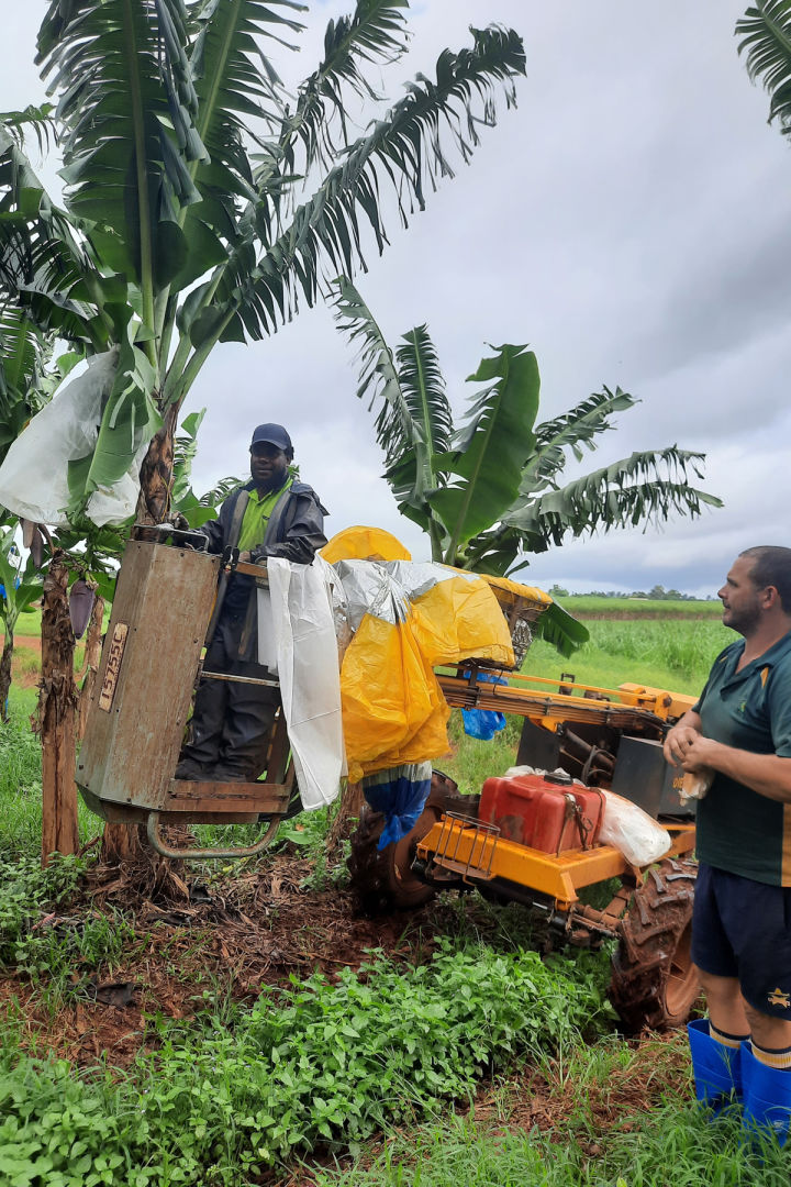Harvesting tagged bananas. Credit: Farmacist