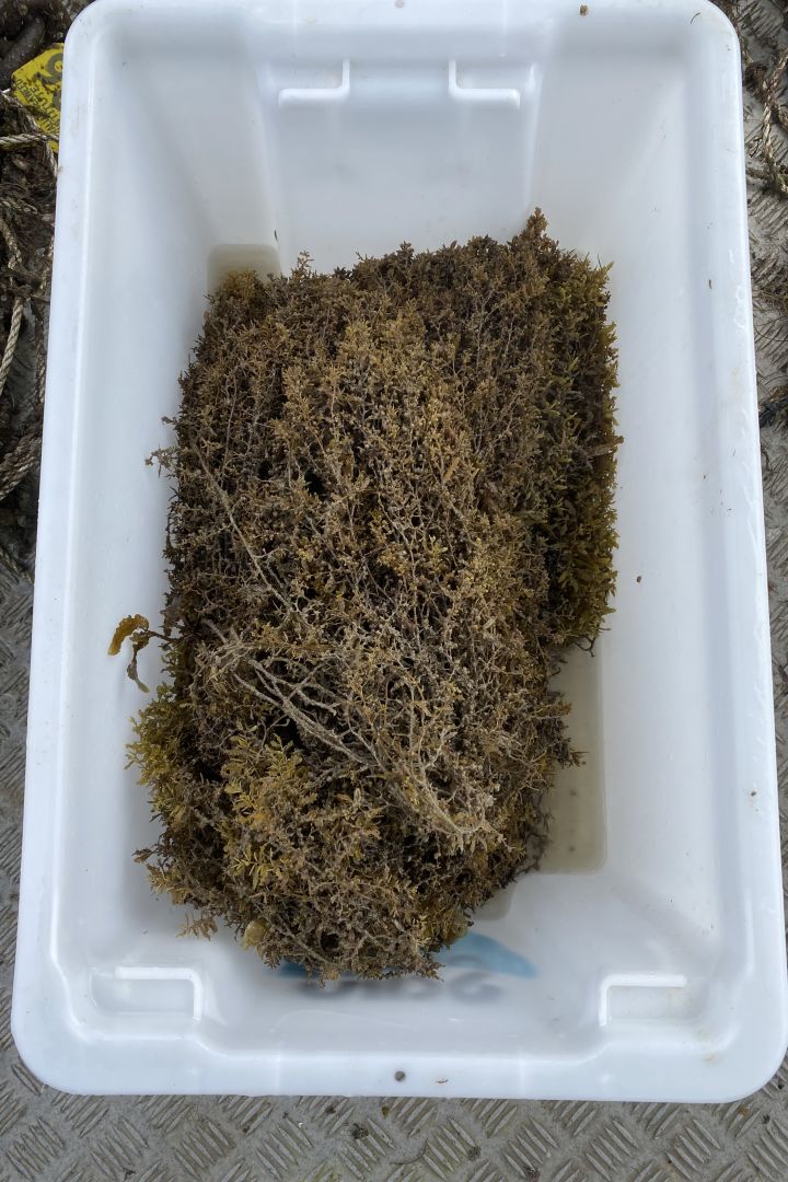 Sargassum spp. harvested as part of the trial.